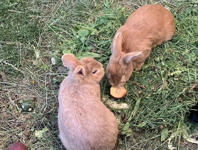 Garni Wieshof Kirchberg in Tirol