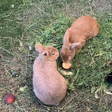 Garni Wieshof Kirchberg in Tirol